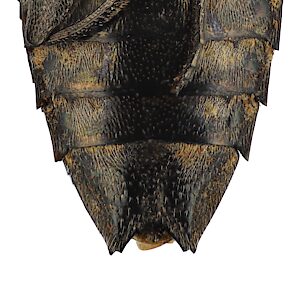 Chrysobothris subsimilis, SAMA 25-021684, male, showing non-carinate apical ventrite with quadridentate apex, NW, photo by Peter Lang for SA Museum, 13.9 × 5.3 mm
